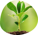 budding plant