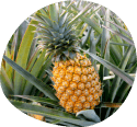 Pineapple on vine