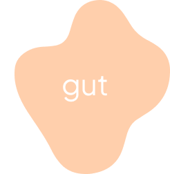 Klora signature gut shape icon
